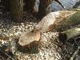 Bever 1