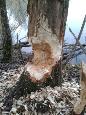 Bever 4