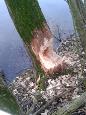 Bever 5